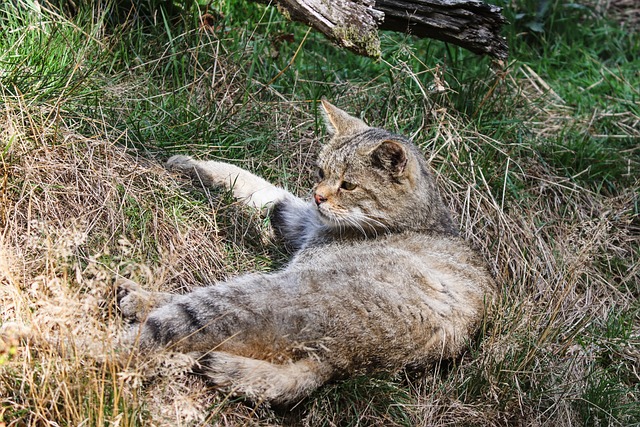 Historie kočky divoké (Felis silvestris): Příběh divokého predátora