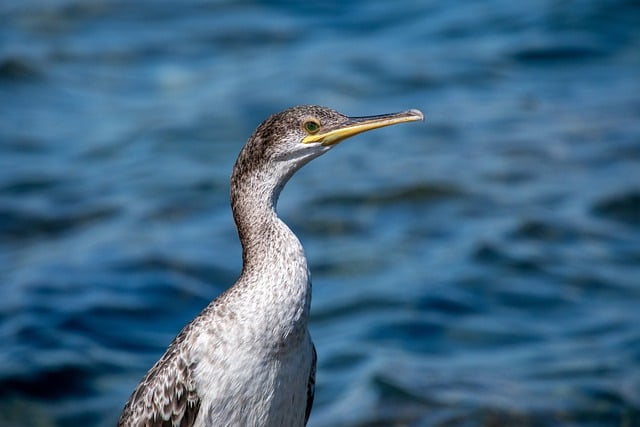 Myslivecká mluva kormorána velkého (Phalacrocorax carbo): Jak komunikuje v prostředí vodních ptáků?