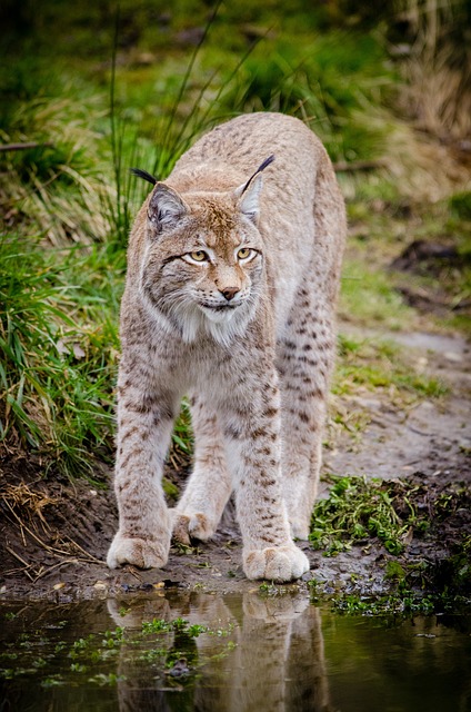 Původ a historie rysa ostrovida (Lynx lynx): Král evropských lesů