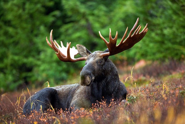 Historie lovu losa evropského (Alces alces): Král lesních porostů