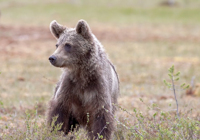 Myslivecká mluva medvěda hnedého (Ursus arctos): Rozumíte jeho zvukům?