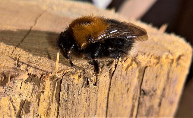 Turecký film o zimním spánku: Filmová magie zimního klidu