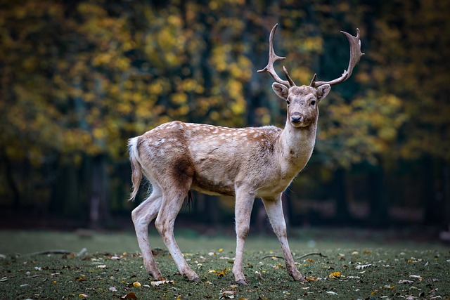 Daněk doba lovu: Lov daněka v Česku