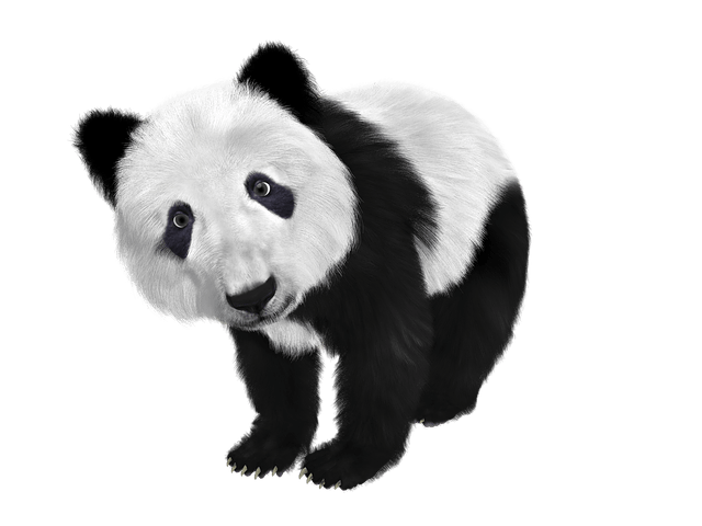 Panda v zimním spánku: Tajemství klidu v bambusovém lese