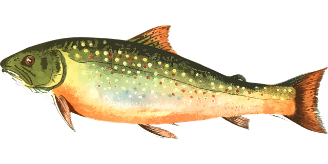 Pstruhové vody doba lovu: Lov ryb na pstruhových vodách