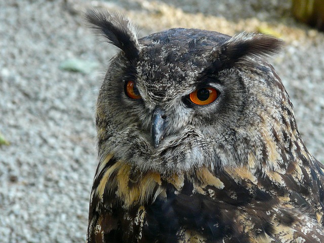 Vábnička na králíky: Přesná volba pro lovce