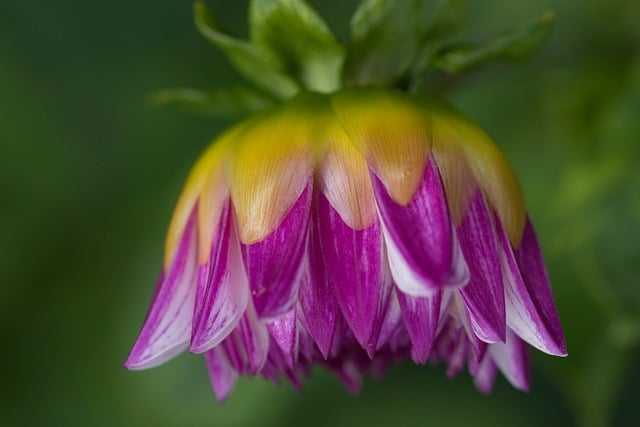 Orebice horská doba lovu: Lov orebic v horách