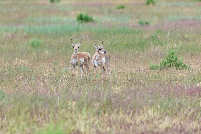 Doba lovu srnčí zvěře: Lov srnců a srnčí zvěře