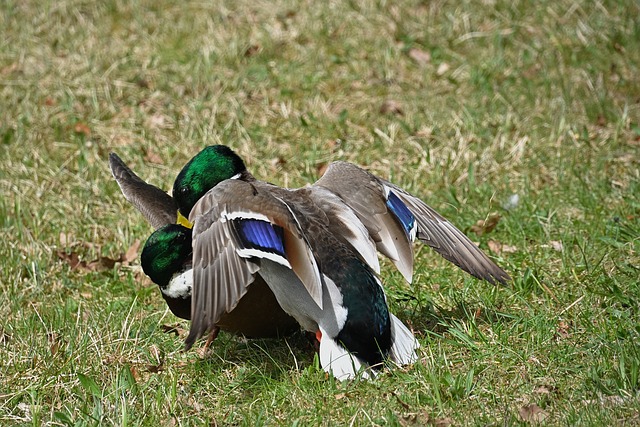 Pstruhové revíry doba lovu: Lov ryb na pstruhových revírech