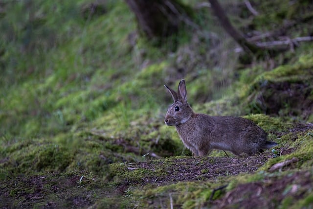 Myslivecká mluva králíka divokého (Oryctolagus cuniculus): Zvuky lesa a polí