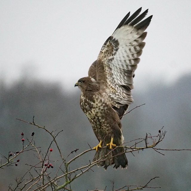 Myslivecká mluva káně lesní (Buteo buteo): Jak se dorozumět s tímto dravým ptákem?