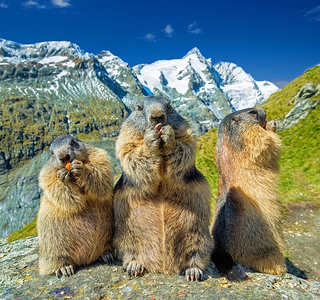Historie svistě horského (Marmota marmota): Vývoj tohoto hlodavce