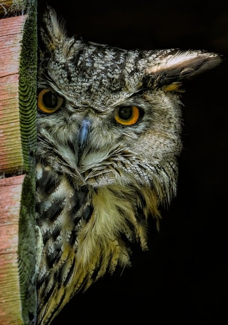 Myslivecká mluva výra velkého (Bubo bubo): Dejte se do konverzace s tímto sovím králem