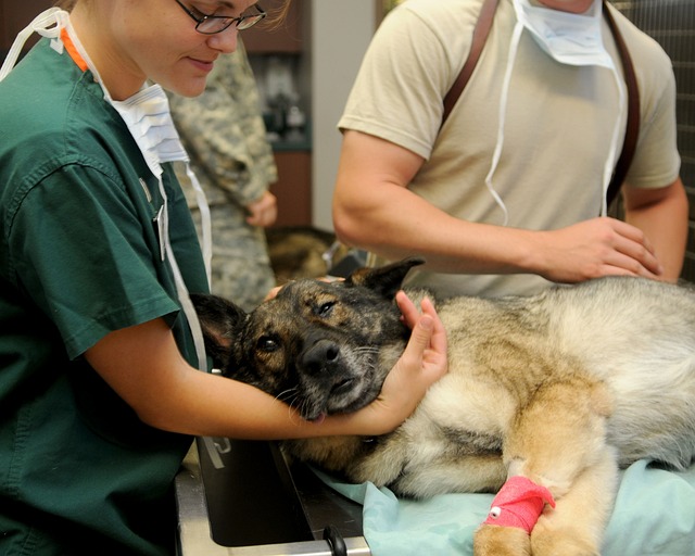 Veterina v Moravských Budějovicích: Kde najít kvalitní veterinární péči?
