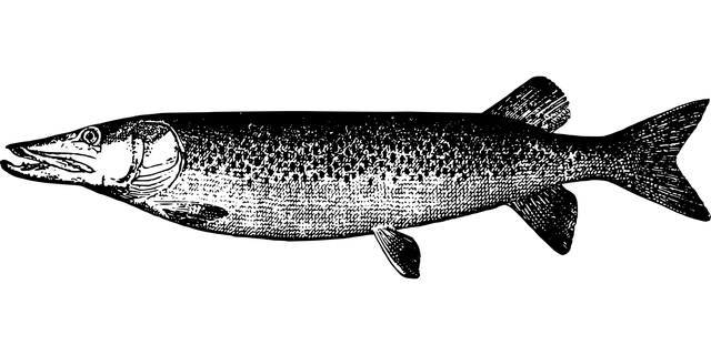 Doba lovu stiky: Lov ryb na řece Stika