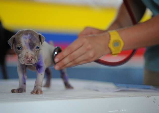Veterina v Polné: Jaké služby nabízí místní veterináři?