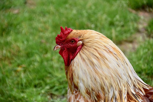 Tetřev hlušec: Symbol národního parku Šumava