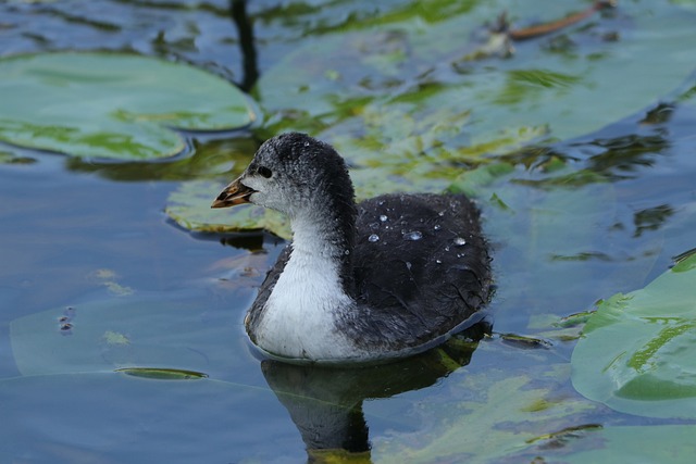 Lysky doba lovu: Rybolov na lysky