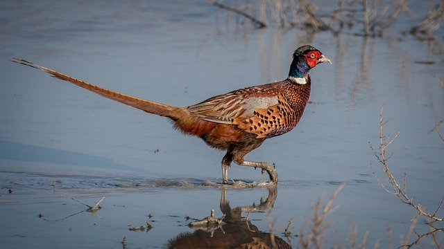 Myslivecká mluva bazanta obecného (Phasianus colchicus): Jak se dorozumět s tímto ptákem?
