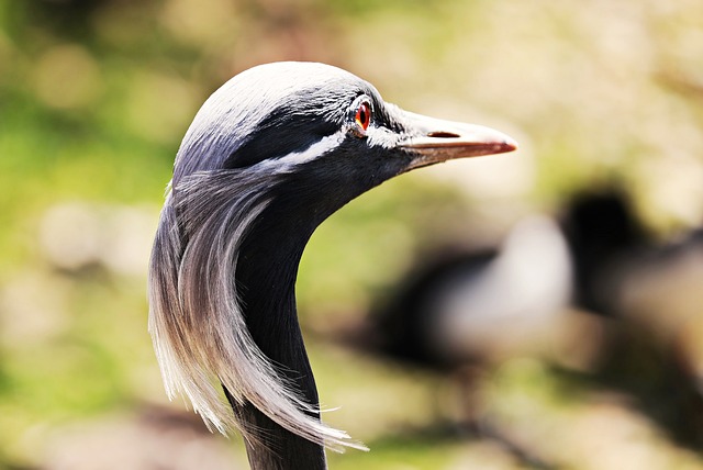 Myslivecká mluva volavky popelavé (Ardea cinerea): Jak rozumět jejím signálům?