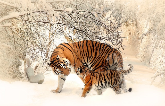 6. Doporučení pro péči o zvířata: Jak podpořit a chránit druhy, které neusínají v zimě?