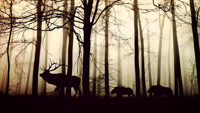 - Etika lovu divokých prasat: Respektování zvířat, přirozenému prostředí a bezpečnost