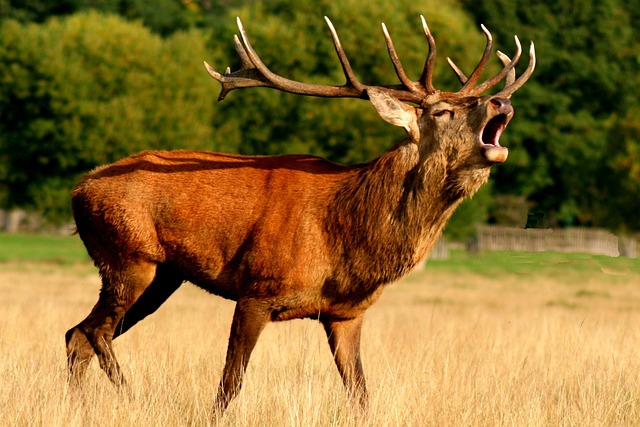6. Sezona lovu jelenů: Nejvhodnější období pro používání dřevěné vábničky