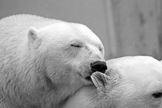 5. Doporučené animované filmy o zimním spánku medvědů: Podívejte se na ty nejlepší snímky v této tematice