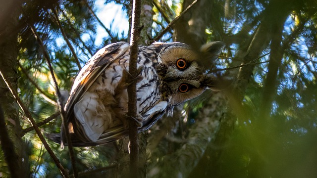 Kalous ušatý: Popis elegantního lovcovského ptáka