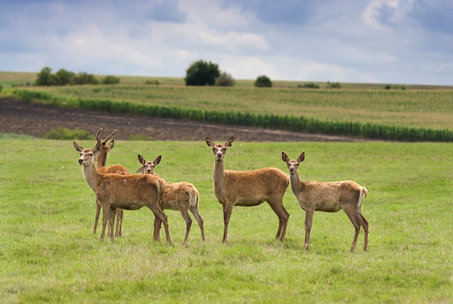 Reh-Fiep Hubertus: Jaké vábničky na srnce doporučují?