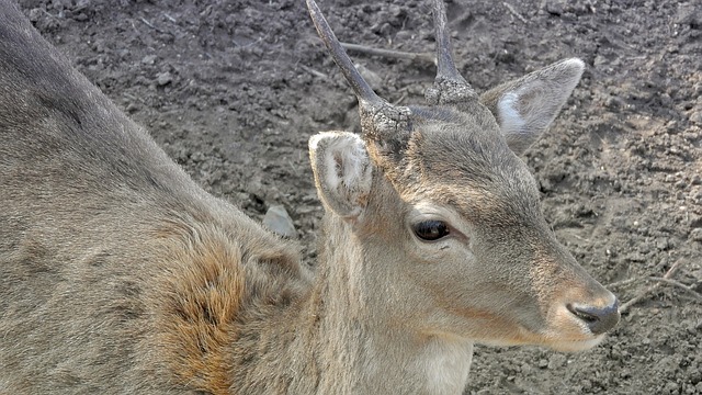 Daňek v pasti: Jakou vábničku použít?