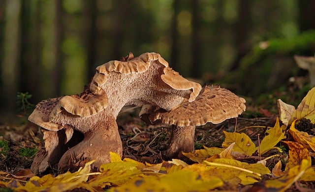 Joo’s Vábnička na srnce: Tajemství její úspěšnosti!