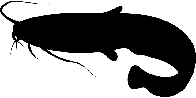 Nákres vábničky na sumce: Naučte se tajemství lovu