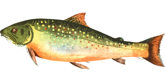 Doba lovu pstruhove vody: Lov pstruhů v různých typech vod 2 Sezóna lovu pstruhů: nejvhodnější období a podmínky