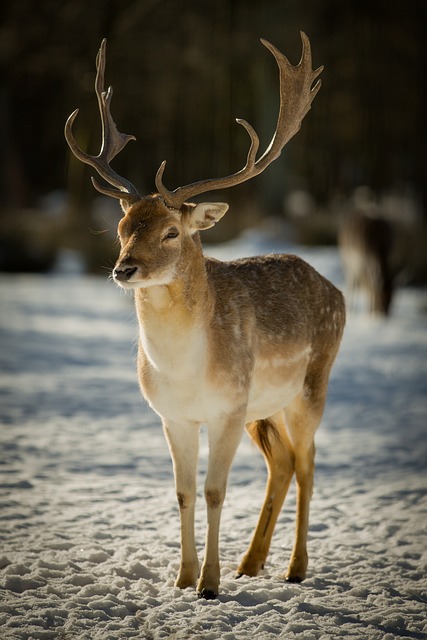 Daňek v pasti: Jakou vábničku použít? 4 7. Od zkoušky k úspěchu: Vybavte se správnou vábničkou a dosáhněte lepších výsledků při lovu daňků