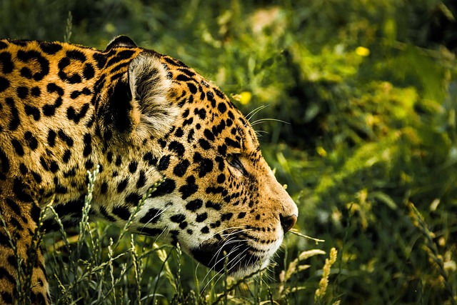 Účinné strategie a postupy pro lov jaguárů pomocí vábničky