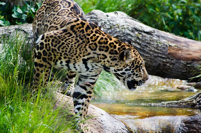 Zlepšete své výsledky při lovu jaguárů: Doporučení pro efektivní využití vábničky
