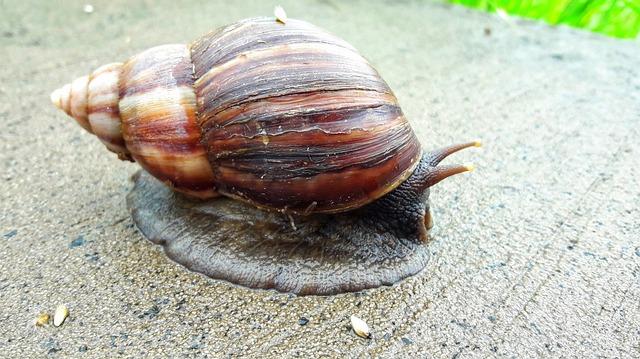 Africký šnek a jeho fascinující zimní spánek