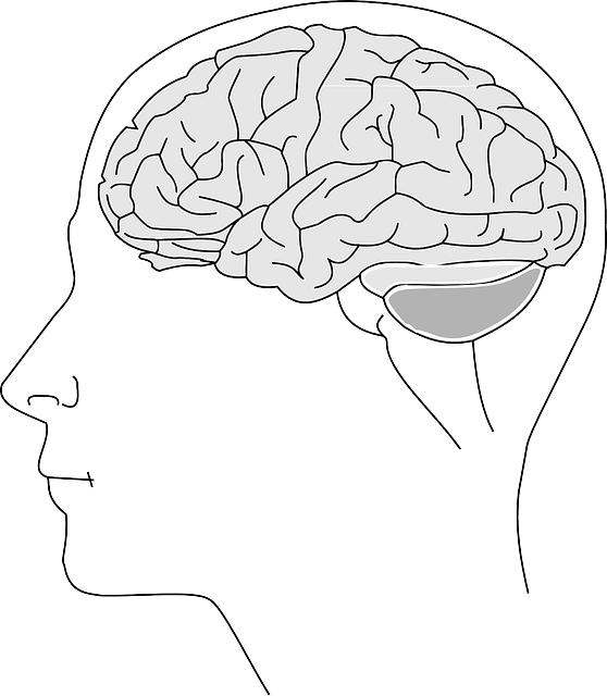 Fyziologie zimní spánek: Co se děje s tělem během odpočinku?