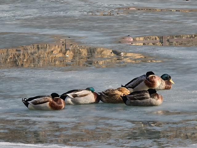 Má Prase Divoké Zimní Spánek: Jak Se Prasata Přizpůsobují Chladu?