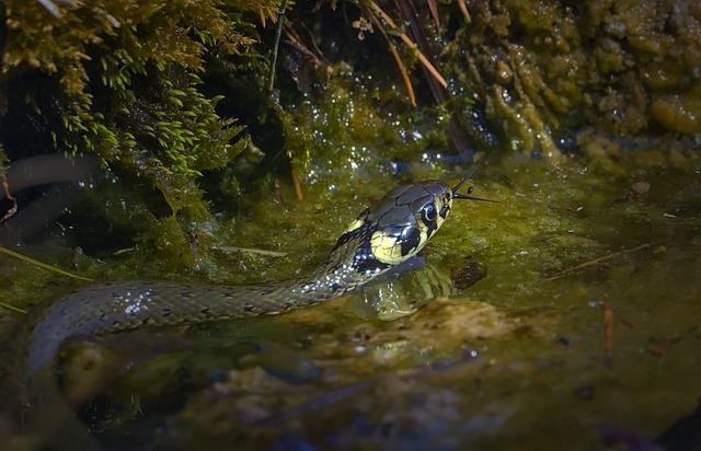 Užovka obojková zimní spánek: Základy péče o tuto druhově ohroženou hadici