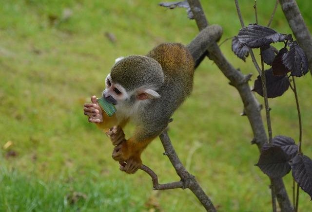 Veverka obecná zimní spánek: Jak chránit tyto roztomilé tvory