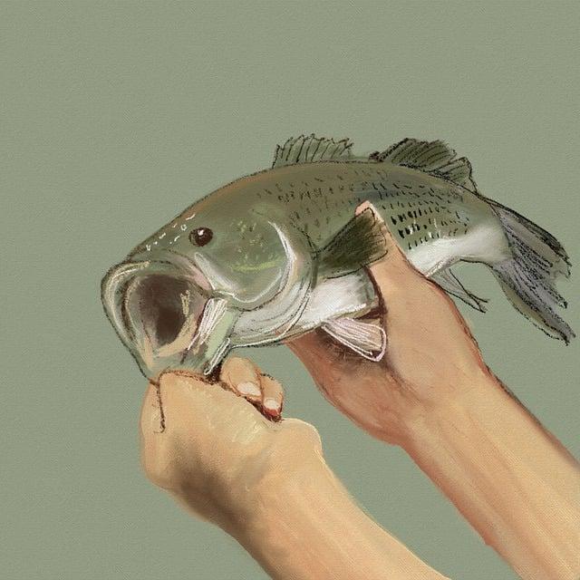 Preparace ryb ceník: Cenové nabídky za preparaci loveckých ryb