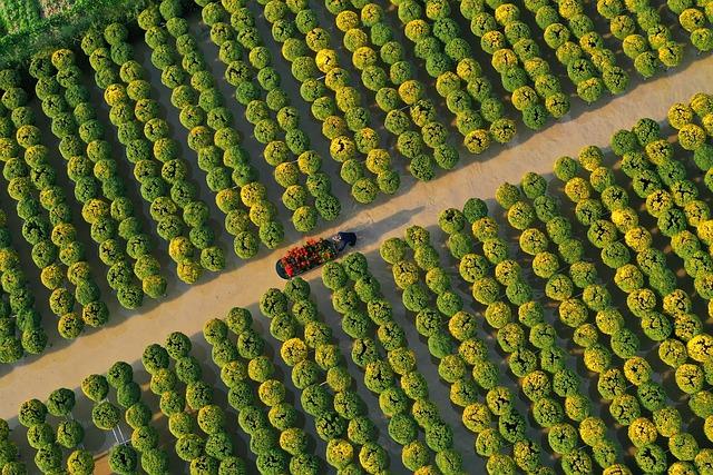 Co nejlepší vzduchovky SA 58: Hodnocení a recenze nejlepších vzduchovek